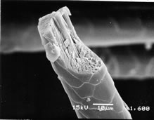 electron_microscope_3.jpg