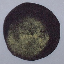 pollen_permeability.3.jpg