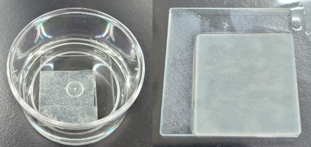 バイオフィルムの発生メカニズムと評価・対策 黄色ブドウ球菌のバイオフィルム形成を阻害する化合物「JBD1」を