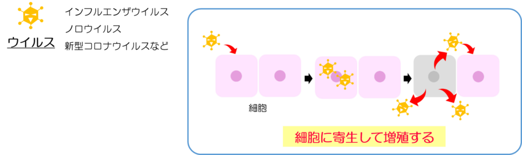 抗ウイルス性試験（JIS L 1922・ISO 18184）｜SEKマーク対応・活性値の